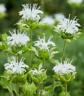 Monarda 'Schneewittchen'
